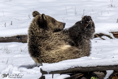 Snow`s Cub Playing May 2025
